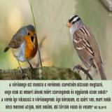 Két madár beszélget
